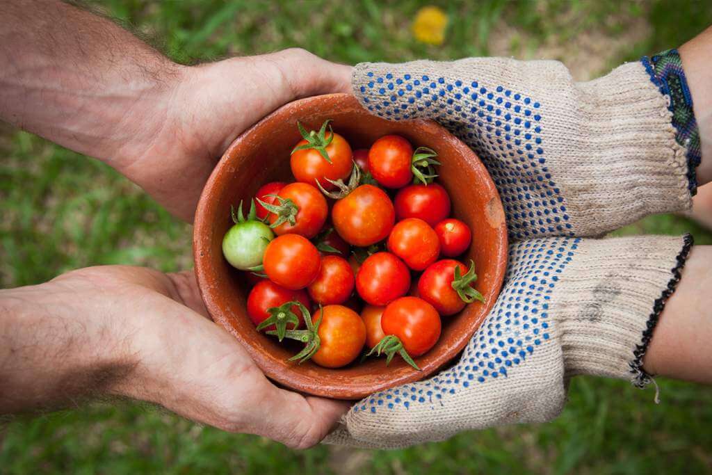 Handfull of tomatoes